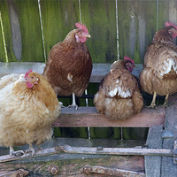 Buy canvas prints of Chickens and Farmyard Machinery by Dave Turner
