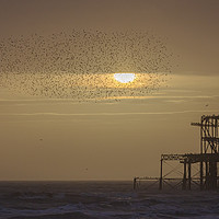 Buy canvas prints of Brighton Murmuration by Dave Turner