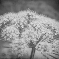 Buy canvas prints of Wild Flower, Cow Parsley by Dave Turner