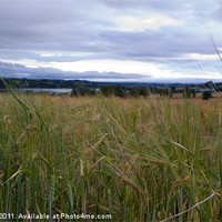 Buy canvas prints of Wheat field by Dan Thorogood