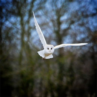 Buy canvas prints of Flying Barn Owl by Robert Geldard