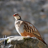 Buy canvas prints of Red-Legged Partridge by Sheryl Brown
