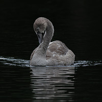 Buy canvas prints of Young Cygnet Swan  by Dianne 