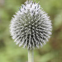 Buy canvas prints of Alium Seedhead  by Dianne 
