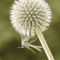Buy canvas prints of Seedhead with spider web by Dianne 