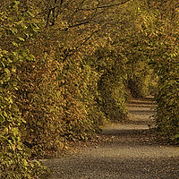 Buy canvas prints of Autumnal Tunnel by Dianne 
