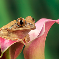 Buy canvas prints of Frog on lily  by Dianne 