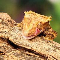 Buy canvas prints of Golden Lizard licking his eye.  by Dianne 