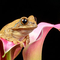 Buy canvas prints of Cute little frog on a pink Lily flower by Dianne 