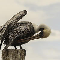 Buy canvas prints of Brown Pelican Preening by Dianne 