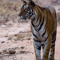 Buy canvas prints of Tiger, prey, kill by Raymond Gilbert