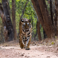 Buy canvas prints of Tiger, territory, walk by Raymond Gilbert
