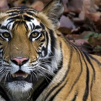 Buy canvas prints of Tiger, stare, kill by Raymond Gilbert