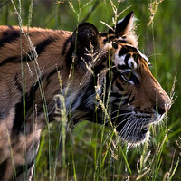 Buy canvas prints of Tiger, river, stalk, kill by Raymond Gilbert