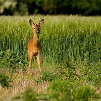 Buy canvas prints of Roe Deer, young, male, grazing by Raymond Gilbert