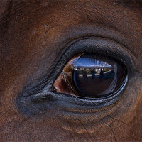 Buy canvas prints of Horse, reflection, macro by Raymond Gilbert