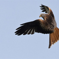 Buy canvas prints of Red Kite in flight by Raymond Gilbert