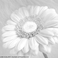 Buy canvas prints of White Daisy. by paulette hurley