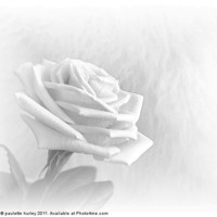 Buy canvas prints of White Rose Fur,Embossed. by paulette hurley