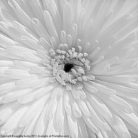 Buy canvas prints of White Chrysanthemum. by paulette hurley