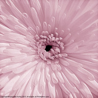 Buy canvas prints of Pink Chrysanthemum by paulette hurley