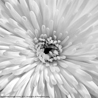 Buy canvas prints of White Embossed Chrysanthemum by paulette hurley