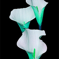 Buy canvas prints of Calla Lily.Turquoise. by paulette hurley