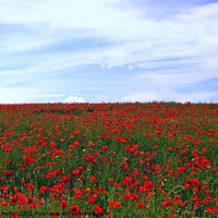 Buy canvas prints of Red Poppy Field.Pembrokeshire. by paulette hurley