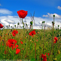Buy canvas prints of Poppies in Pembrokeshire. by paulette hurley