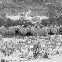 Buy canvas prints of Sheep.Brecon Beacons.Snow. by paulette hurley
