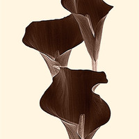 Buy canvas prints of Brown Calla Lilly. by paulette hurley