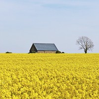 Buy canvas prints of Rapeseed Field Cottage. by paulette hurley