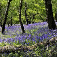 Buy canvas prints of  Bluebells. Llanbradach. Caerphilly. by paulette hurley