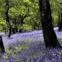 Buy canvas prints of  Bluebell Woodland. Caerphilly, Wales. by paulette hurley
