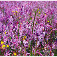 Buy canvas prints of Field Flowers in Bloom by paulette hurley