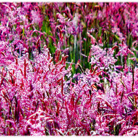 Buy canvas prints of Pink Field in Bloom by paulette hurley