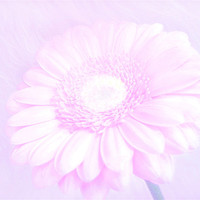 Buy canvas prints of Daisy Pink by paulette hurley