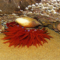 Buy canvas prints of Marine Life Underwater. by paulette hurley