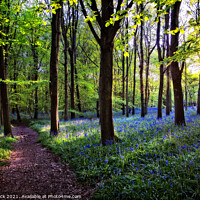 Buy canvas prints of Walking Through Bluebells by Gill Allcock