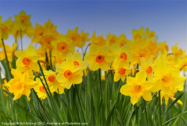 Daffodil Fanfare Picture Board by Gill Allcock