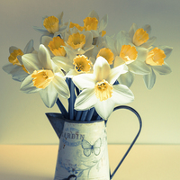 Buy canvas prints of  Vintage Daffs by Gill Allcock