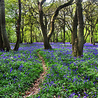 Buy canvas prints of Bluebell Woods by Gill Allcock