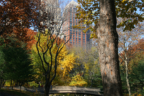 Central Park, New York Picture Board by Gill Allcock