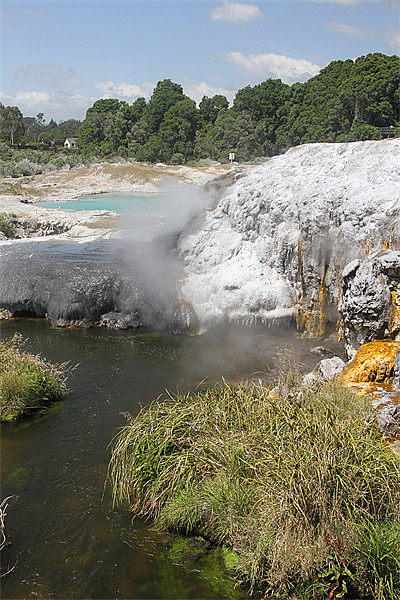 The Steaming Mineral Pools of Rotorua. Picture Board by Gill Allcock