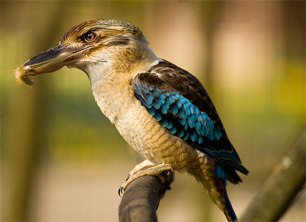 Blue-winged Kookaburra Picture Board by Gill Allcock
