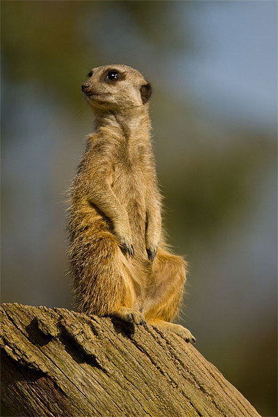 Slender-tailed Meerkat Picture Board by Gill Allcock