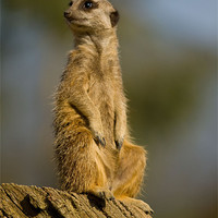 Buy canvas prints of Slender-tailed Meerkat by Gill Allcock