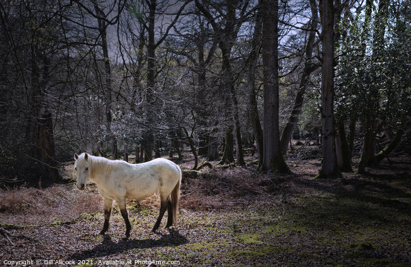 New Forest White Pony Picture Board by Gill Allcock