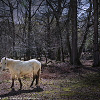 Buy canvas prints of New Forest White Pony by Gill Allcock