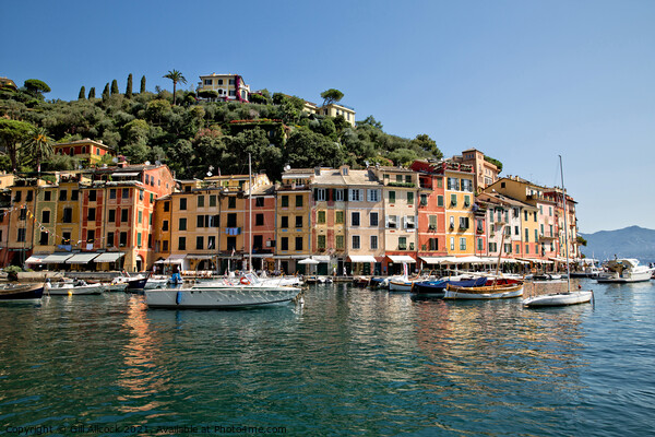 Portofino, Italy Picture Board by Gill Allcock